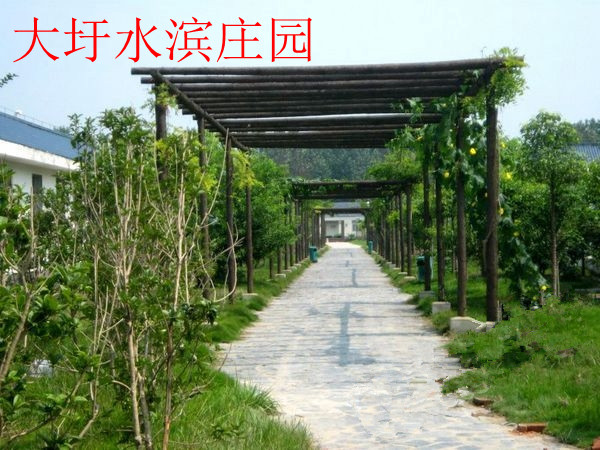 大圩水滨庄园